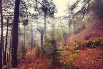 Magic misty forest