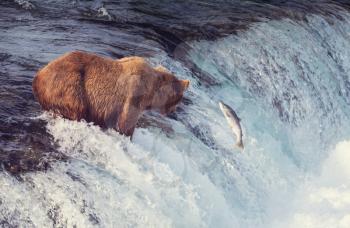 A grizzly bear hunting salmon at Brooks falls. Coastal Brown Grizzly Bears fishing at Katmai National Park, Alaska. Summer season. Natural wildlife theme.