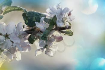 Flowers of the cherry blossoming in the spring garden