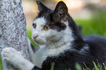 adult domestic cat sitting in grass