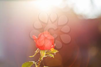 Pink Rose, beautiful nature background