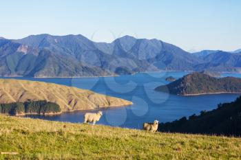 Sheep in green mountain meadow, rural scene in New Zealand