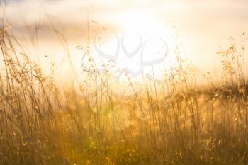 Beautiful rural landscape-meadow at sunrise