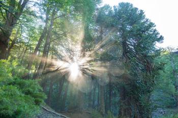 Unusual Araucaria (Araucaria araucana) trees in Andes mountains, Chile