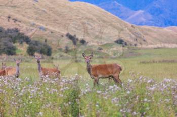 Deers in the green meadow in rural area