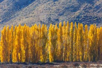 Autumn scene in yellow tones. Fall background.