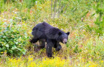 Black bear in the forest