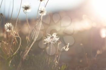 Blowball in Spring sunny meadow. Sunset blur background.