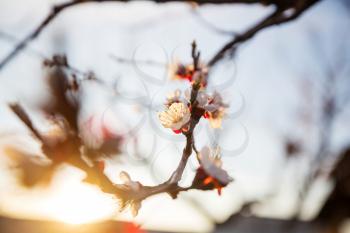 Flowers of the cherry blossoming in the spring garden