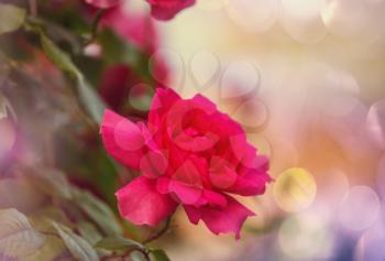 Pink Rose, beautiful nature background