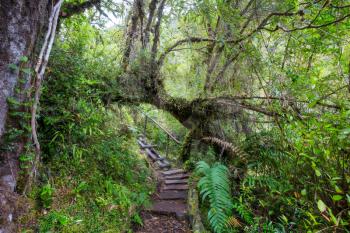 Giant tree in rain forest . Beautiful landscapes in Pumalin Park, Carretera Austral, Chile.