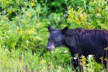 Black bear in the forest, Canada, summer season