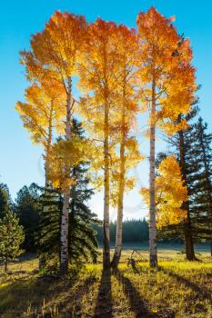 Autumn scene in yellow tones