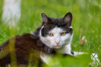 Cat in the green grass