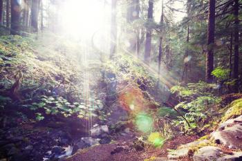 Summer forest at sunrise time. Inspiring summer background.