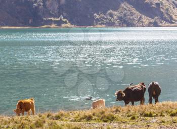 Herd of cows at summer green field .Agriculture farming rural pasture