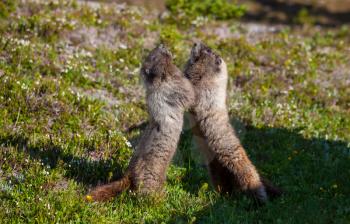 Marmots on meadow in summer mountains, wild nature in North America