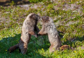 Marmots on meadow in summer mountains, wild nature in North America