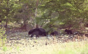 Black bear in the forest