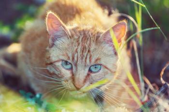 adult domestic cat sitting in grass