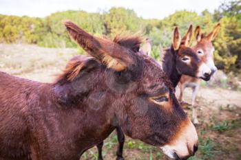 Wild donkey in Northern Cyprus