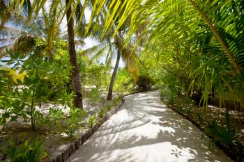 Garden Inside Maldives Island. Tropical destination summer vacation