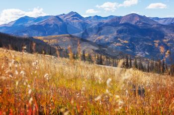 Sunny autumn meadow