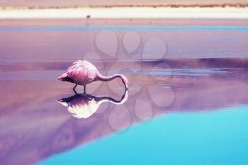 Flamingo in the lake of Bolivian Altiplano