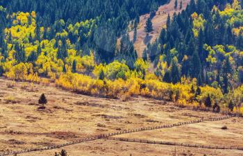 Sunny autumn meadow. Natural background.