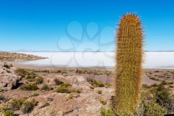 Cactuses on the Bolivian Altiplano. Unusual natural landscapes deserted solar travel South America