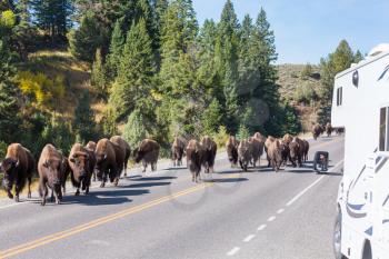 Wild Buffalo in Yellowstone National Park, USA