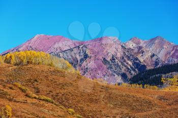 Colorful yellow autumn in Colorado, United States. Fall season.