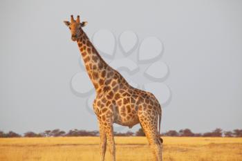 Wild giraffe in the african bush, Namibia