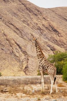 Wild giraffe in the african bush, Namibia