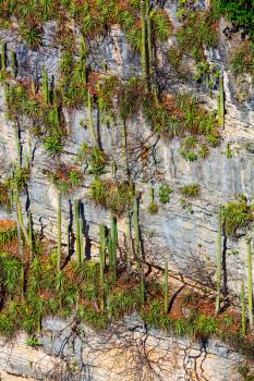 Cactus wall  on the cliff in Sumidero Canyon - Chiapas, Mexico