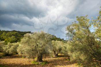 Olive trees in Turkey mountains