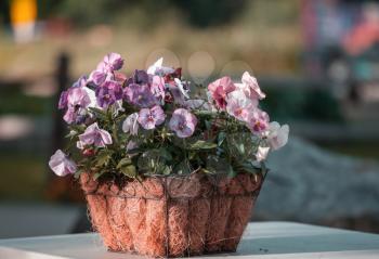 Beautiful summer flowers in a pot 