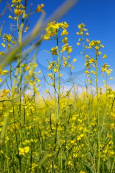Rural landscapes -yellow field on blue background