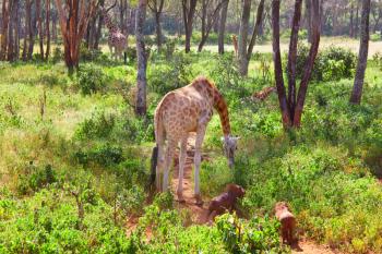 Wild giraffe in the african bush, Namibia