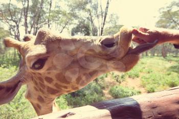 Toutist  feeding giraffe in zoo