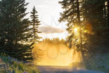 Foggy meadow in the synny morning with light spots.