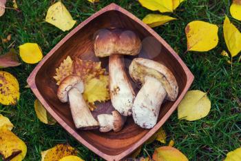 Seasonal autumn mushrooms in basket in the forest