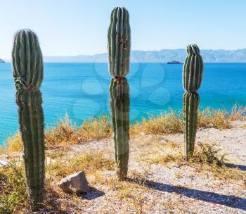 Cactus fields in Mexico,Baja California
