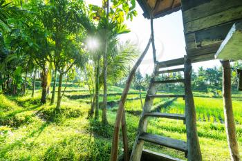 Rice terrace in Indonesia