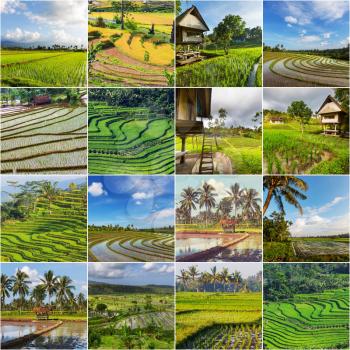 green fields in Indonesia