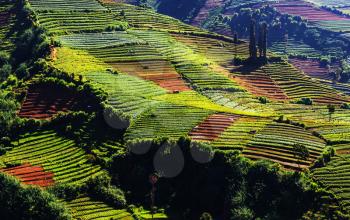 Fields in Indonesia, Java