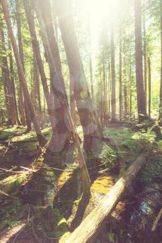Giant cedar forest