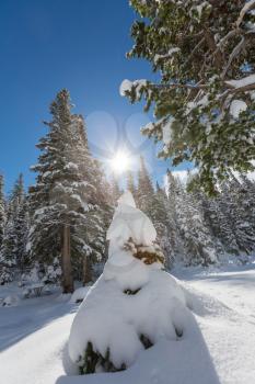 Winter forest