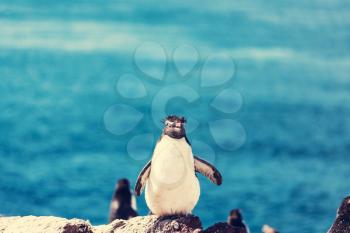 Rockhopper penguin in Argentina