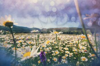 Daisy meadow